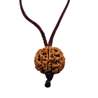 5 -Eyes Rudraksha (Nepal) - Equilibró los cinco elementos