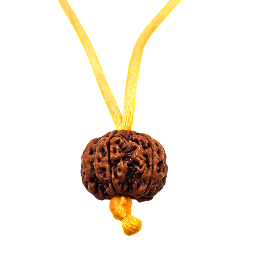5 -Eyes Rudraksha (Nepal) - Equilibró los cinco elementos