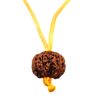 5 -Eyes Rudraksha (Nepal) - Equilibró los cinco elementos