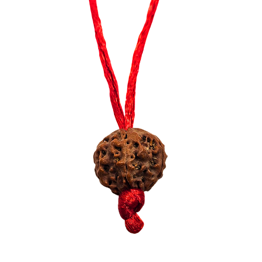 5 -Eyes Rudraksha (Nepal) - Equilibró los cinco elementos