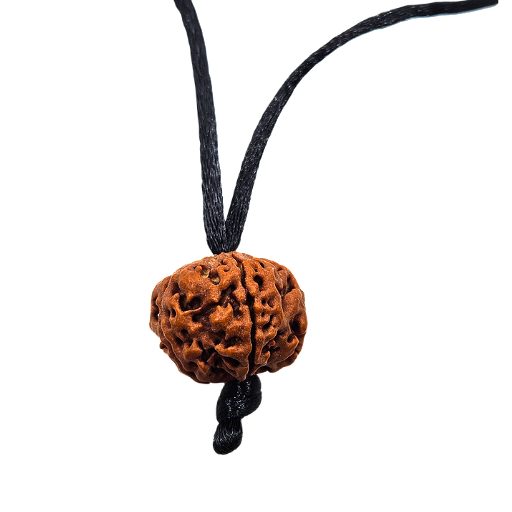 5 -Eyes Rudraksha (Nepal) - Equilibró los cinco elementos