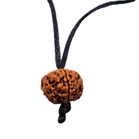 5 -Eyes Rudraksha (Nepal) - Equilibró los cinco elementos