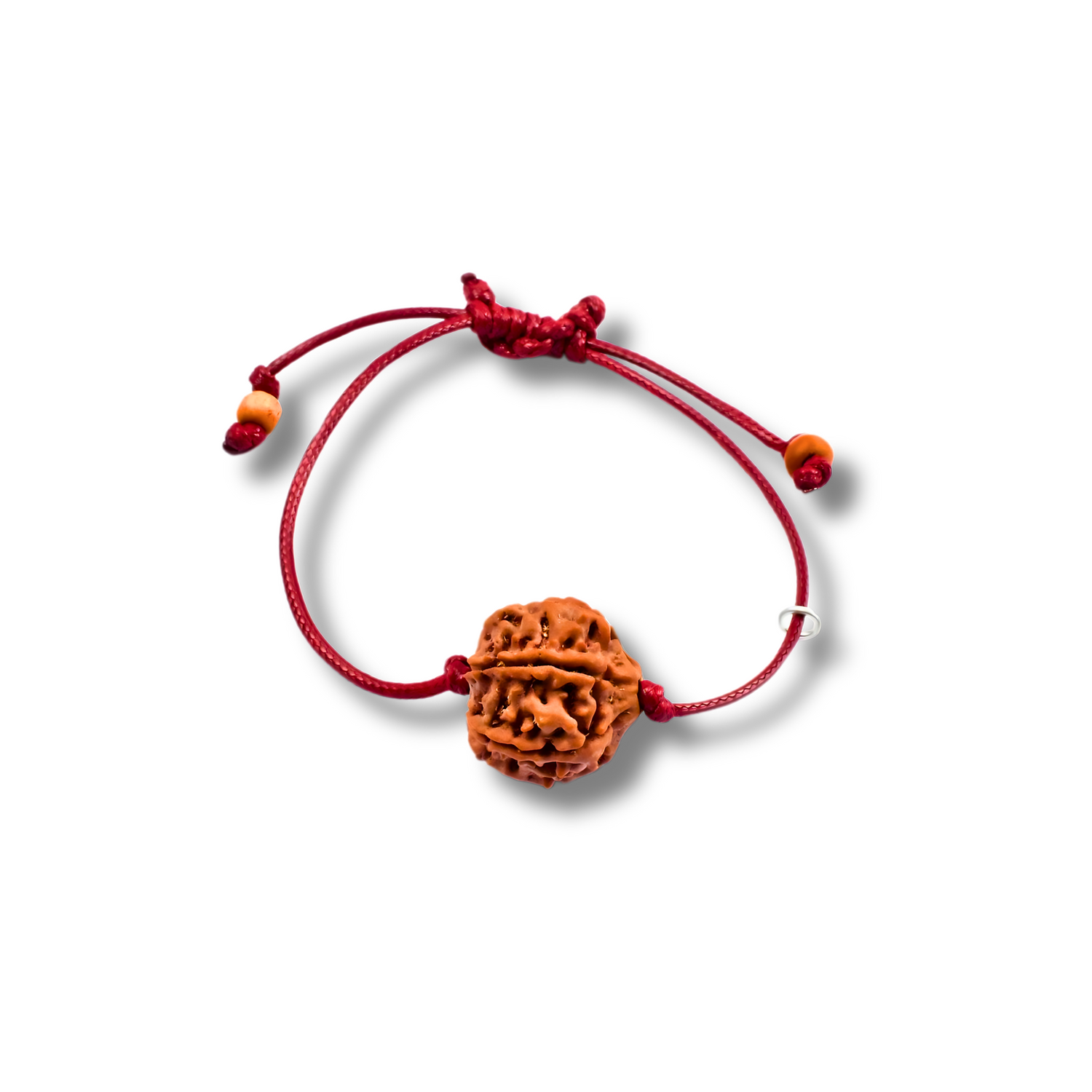 Rudrakshas à 6 yeux