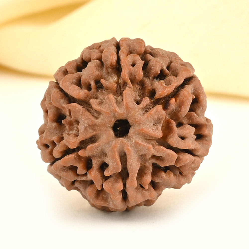 6 -Eye Rudraksha - (Nepal) - Aumenta la confianza, la fuerza de voluntad y protege contra el dolor secular