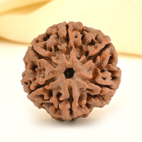 6 -Eye Rudraksha - (Nepal) - Aumenta la confianza, la fuerza de voluntad y protege contra el dolor secular