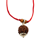 6 -Eye Rudraksha - (Nepal) - Aumenta la confianza, la fuerza de voluntad y protege contra el dolor secular