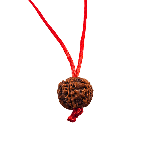 6 -Eye Rudraksha - (Nepal) - Aumenta la confianza, la fuerza de voluntad y protege contra el dolor secular