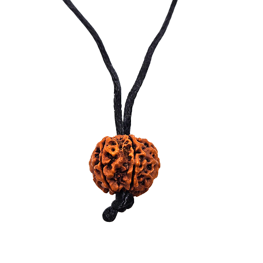 6 -Eye Rudraksha - (Nepal) - Aumenta la confianza, la fuerza de voluntad y protege contra el dolor secular