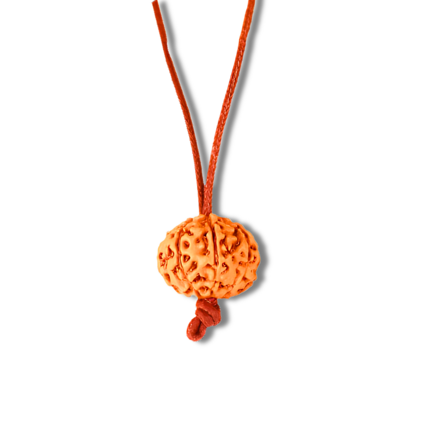 Rudrakshas à 7 yeux