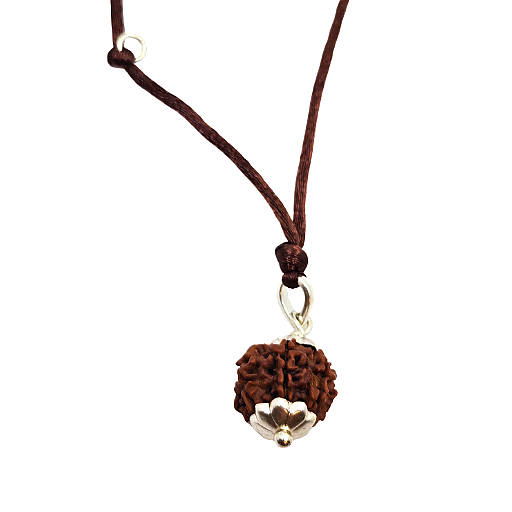 7-œil Rudraksha (Népal) - Pour plus d'abondance, de richesse et de légèreté
