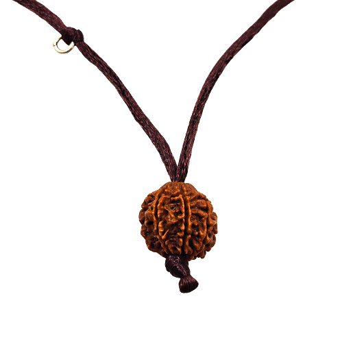 7-œil Rudraksha (Népal) - Pour plus d'abondance, de richesse et de légèreté