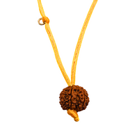 7-œil Rudraksha (Népal) - Pour plus d'abondance, de richesse et de légèreté