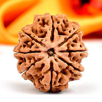 8-Augen-Rudraksha (Nepal) - Beseitigt Hindernisse, transformiert Negativität