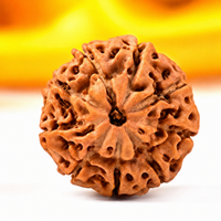 9 -Eyes Rudraksha (Java) - Para la fuerza interior y la percepción sobrenatural