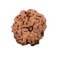9 -Eyes Rudraksha (Java) - Para la fuerza interior y la percepción sobrenatural