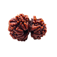 Garbh-Gauri-Rudraksha (Nepal)