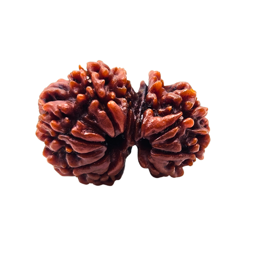 Garbh-Gauri-Rudraksha (Nepal) - lose