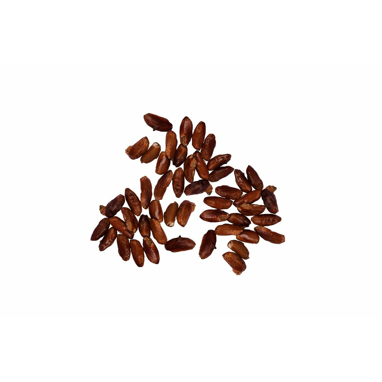 Rudraksha Samen