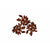 Rudraksha Samen