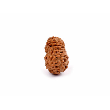 Rudraksha_Java à 12 yeux