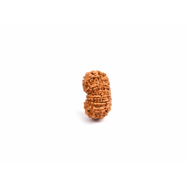Rudraksha à 14 yeux (Népal)