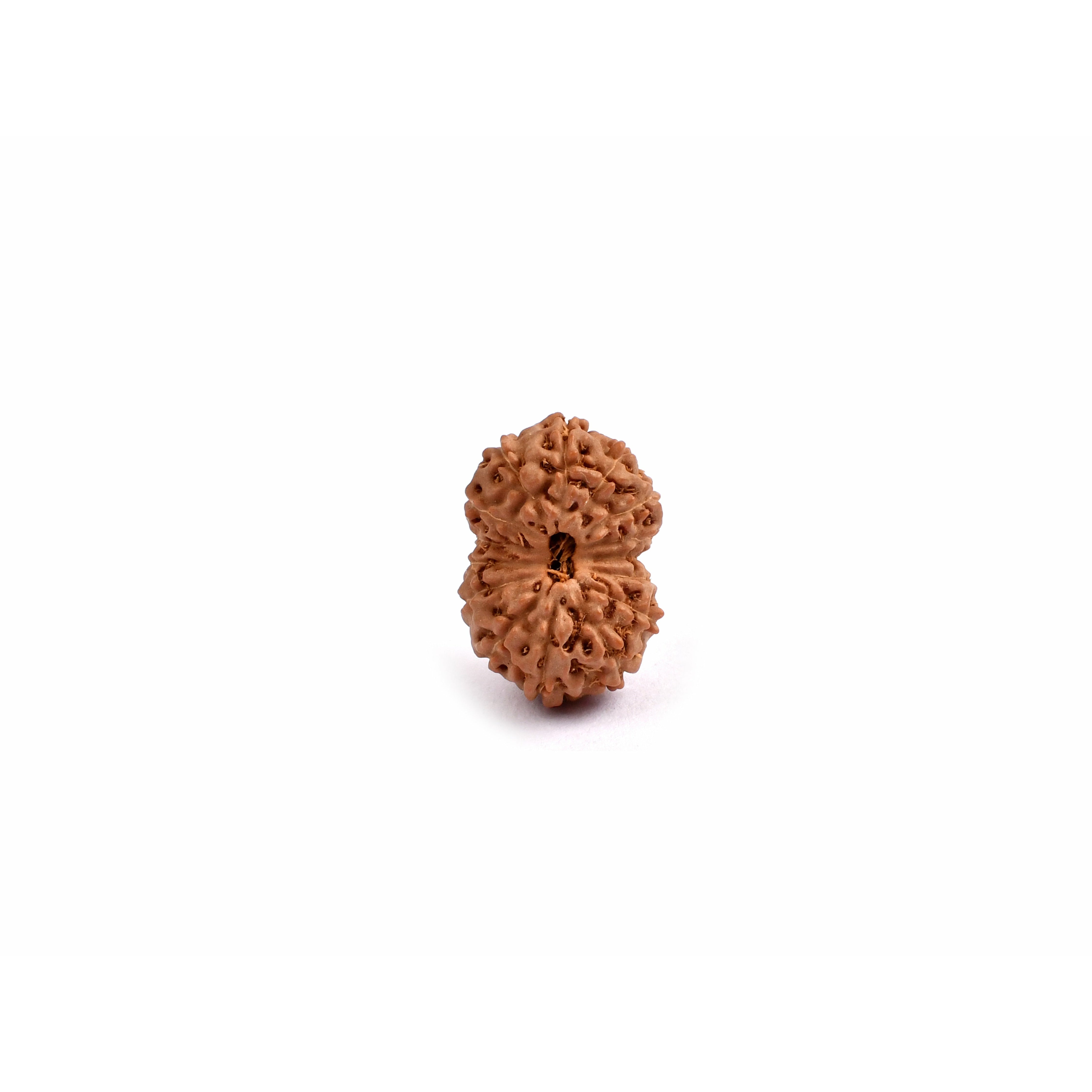 15 Yeux Rudraksha Java