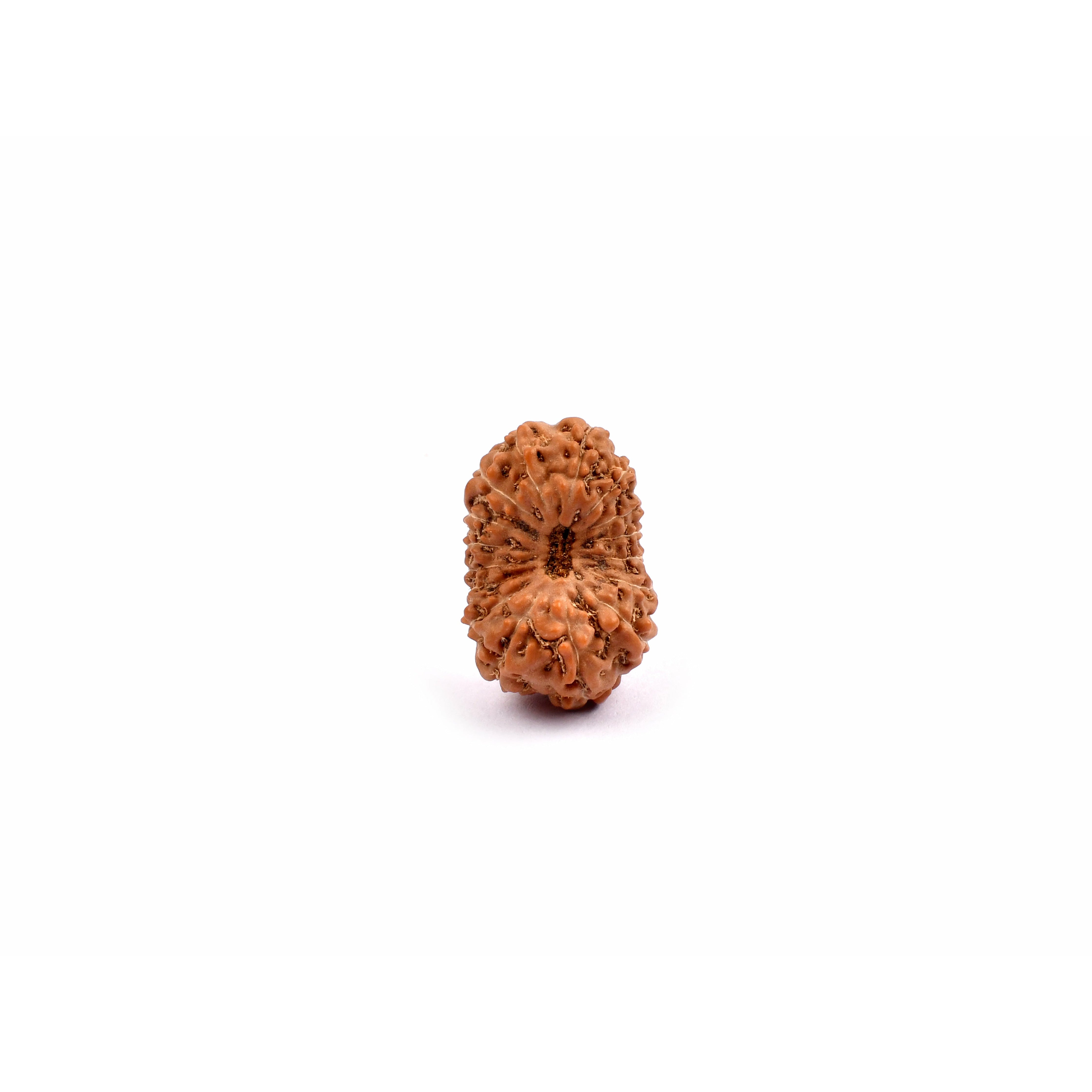 16-Eyes Rudraksha_Java
