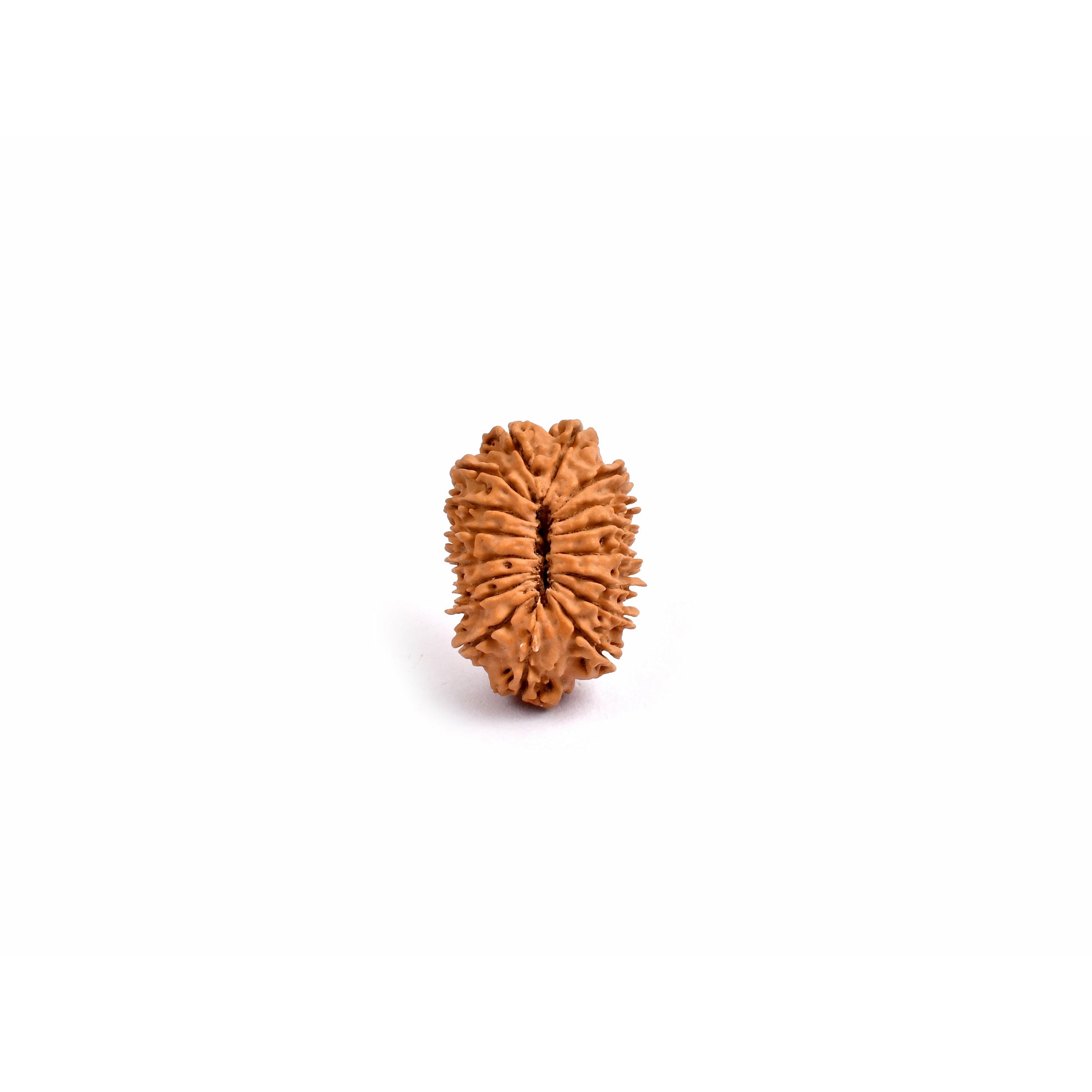 17-Augen-Rudraksha (Nepal)