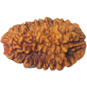 2-Augen-Rudraksha XL - lose (Nepal) für Einheit, bedingungslose Liebe & Harmonie