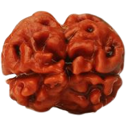 2-Augen Rudraksha (Nepal) für Einheit, bedingungslose Liebe & Harmonie