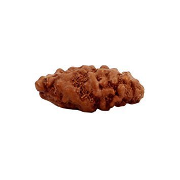 3-Augen-Rudraksha (Java) - Aktiviert und balanciert das innere Feuer