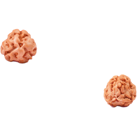 3-Augen Rudraksha (Nepal) - Aktiviert und balanciert das innere Feuer