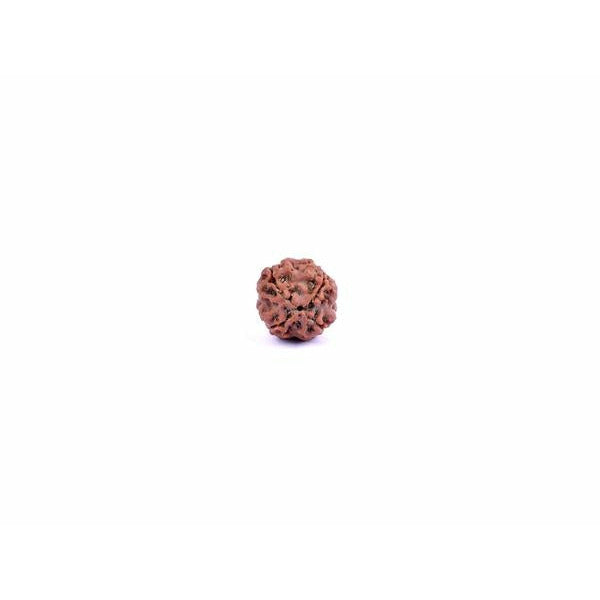 4-Augen-Rudraksha (Nepal) - Für klare Kommunikation & Verbindung von Wissen aller Art