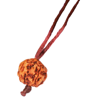 5-Augen-Rudraksha (Nepal) klein - Balanciert die fünf Elemente
