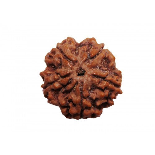 5-Augen Rudraksha (Java) - Balanciert die fünf Elemente aus