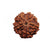 5-Augen Rudraksha (Java) - Balanciert die fünf Elemente aus