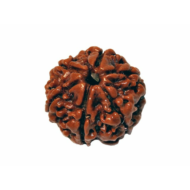 6-Augen-Rudraksha - (Nepal) - steigert Vertrauen, Willenskraft und schützt vor weltlicher Trauer
