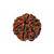 6-Augen-Rudraksha - (Nepal) - steigert Vertrauen, Willenskraft und schützt vor weltlicher Trauer