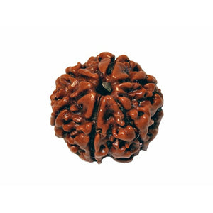 6-Augen-Rudraksha (Java) - steigert Vertrauen, Willenskraft und schützt vor weltlicher Trauer