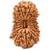 19-Augen-Rudraksha (Nepal) - Überfluss in allen Bereichen, absolute Kraft und Schutz