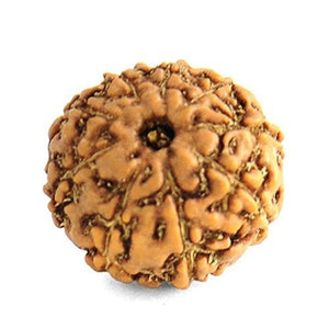 9-Augen Rudraksha (Java) - Für innere Stärke und übernatürliche Wahrnehmung