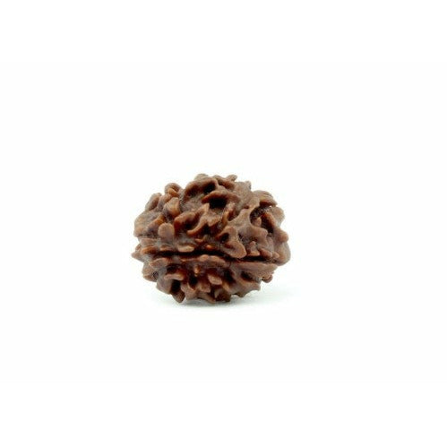Diese 1-Augen-Rudraksha ist ein besonderes, einmaliges Sammlerstück und eine absolute Rarität.  Sie ist eine der kraftvollsten und stärksten Rudrakshas.  Wer diese seltene Rudraksha trägt, verbindet sich mit dem absoluten Bewusstsein des Göttlichen, geht den Weg des Moksha, den Weg der Befreiung und Erleuchtung.  Die 1-Augen Rudraksha beruhigt den Verstand und verbindet Körper und Geist.