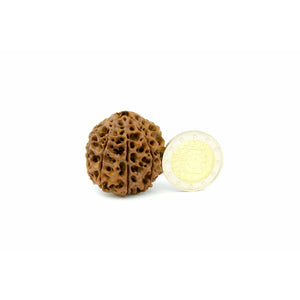 8-Augen-Rudraksha XXL (Nepal) - für Klare Gedanken und Vitalität, Rarität