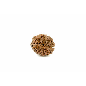 8-Augen-Rudraksha XXL (Nepal) - für Klare Gedanken und Vitalität, Rarität