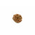 8-Augen-Rudraksha XXL (Nepal) - für Klare Gedanken und Vitalität, Rarität