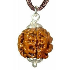 6-Augen-Rudraksha - (Nepal) - steigert Vertrauen, Willenskraft und schützt vor weltlicher Trauer