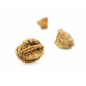 3-Augen-Rudraksha XXL - einzigartige Form, Sammlerstück