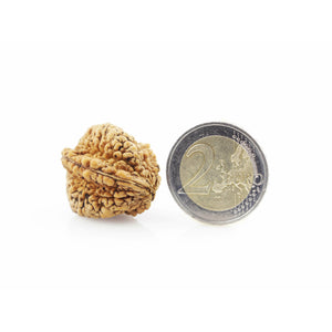 3-Augen-Rudraksha XXL - einzigartige Form, Sammlerstück