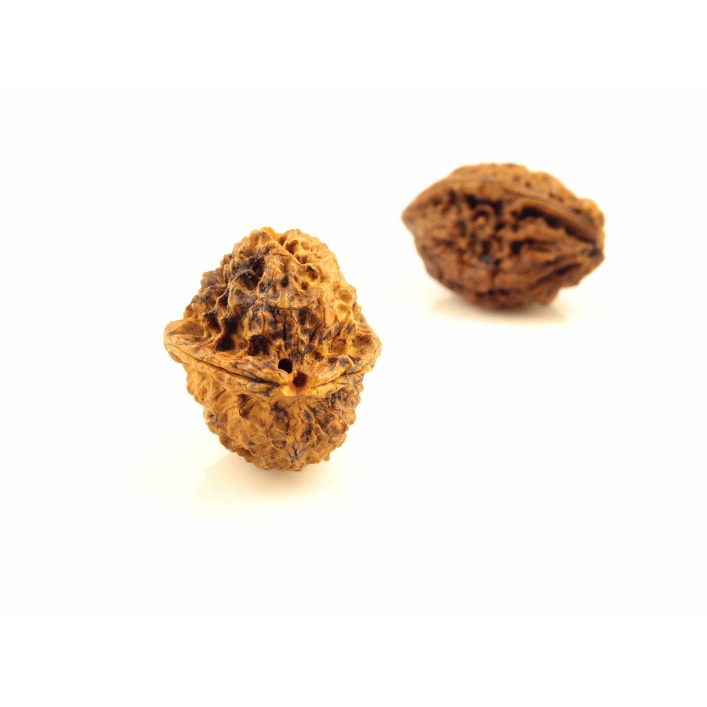 2-Augen-Rudraksha XXXL (Nepal) - für Einheit, bedingungslose Liebe und Harmonie