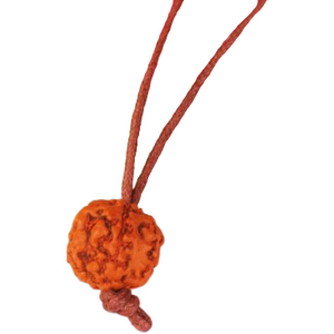 5-Augen Rudraksha (Java) - Balanciert die fünf Elemente aus